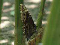 17 Tage Rundreise Costa Rica – einzigartige Naturreise San José – Vulkane Poas & Arenal – Braulio Carrillo NP – Cahuita NP – Tortuguero NP – Monteverde – Santa Elena – Carara NP – Marino Ballen (738)