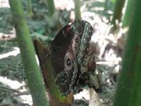 17 Tage Rundreise Costa Rica – einzigartige Naturreise San José – Vulkane Poas & Arenal – Braulio Carrillo NP – Cahuita NP – Tortuguero NP – Monteverde – Santa Elena – Carara NP – Marino Ballen (740)