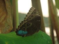 17 Tage Rundreise Costa Rica – einzigartige Naturreise San José – Vulkane Poas & Arenal – Braulio Carrillo NP – Cahuita NP – Tortuguero NP – Monteverde – Santa Elena – Carara NP – Marino Ballen (745)