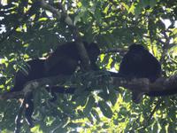 17 Tage Rundreise Costa Rica – einzigartige Naturreise San José – Vulkane Poas & Arenal – Braulio Carrillo NP – Cahuita NP – Tortuguero NP – Monteverde – Santa Elena – Carara NP – Marino Ballen (757)