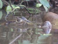 17 Tage Rundreise Costa Rica – einzigartige Naturreise San José – Vulkane Poas & Arenal – Braulio Carrillo NP – Cahuita NP – Tortuguero NP – Monteverde – Santa Elena – Carara NP – Marino Ballen (778)