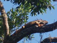 17 Tage Rundreise Costa Rica – einzigartige Naturreise San José – Vulkane Poas & Arenal – Braulio Carrillo NP – Cahuita NP – Tortuguero NP – Monteverde – Santa Elena – Carara NP – Marino Ballen (783)