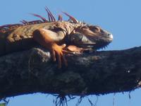 17 Tage Rundreise Costa Rica – einzigartige Naturreise San José – Vulkane Poas & Arenal – Braulio Carrillo NP – Cahuita NP – Tortuguero NP – Monteverde – Santa Elena – Carara NP – Marino Ballen (785)