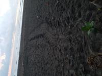 17 Tage Rundreise Costa Rica – einzigartige Naturreise San José – Vulkane Poas & Arenal – Braulio Carrillo NP – Cahuita NP – Tortuguero NP – Monteverde – Santa Elena – Carara NP – Marino Ballen (792)