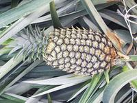 17 Tage Rundreise Costa Rica – einzigartige Naturreise San José – Vulkane Poas & Arenal – Braulio Carrillo NP – Cahuita NP – Tortuguero NP – Monteverde – Santa Elena – Carara NP – Marino Ballen (826)