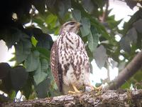 17 Tage Rundreise Costa Rica – einzigartige Naturreise San José – Vulkane Poas & Arenal – Braulio Carrillo NP – Cahuita NP – Tortuguero NP – Monteverde – Santa Elena – Carara NP – Marino Ballen (864)