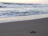 17 Tage Rundreise Costa Rica – einzigartige Naturreise San José – Vulkane Poas & Arenal – Braulio Carrillo NP – Cahuita NP – Tortuguero NP – Monteverde – Santa Elena – Carara NP – Marino Ballen (880)