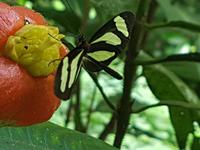 17 Tage Rundreise Costa Rica – einzigartige Naturreise San José – Vulkane Poas & Arenal – Braulio Carrillo NP – Cahuita NP – Tortuguero NP – Monteverde – Santa Elena – Carara NP – Marino Ballen (959)