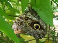 17 Tage Rundreise Costa Rica – einzigartige Naturreise San José – Vulkane Poas & Arenal – Braulio Carrillo NP – Cahuita NP – Tortuguero NP – Monteverde – Santa Elena – Carara NP – Marino Ballen (960)