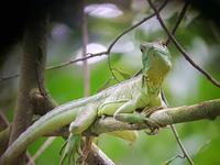 17 Tage Rundreise Costa Rica – einzigartige Naturreise San José – Vulkane Poas & Arenal – Braulio Carrillo NP – Cahuita NP – Tortuguero NP – Monteverde – Santa Elena – Carara NP – Marino Ballen (963)