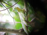 17 Tage Rundreise Costa Rica – einzigartige Naturreise San José – Vulkane Poas & Arenal – Braulio Carrillo NP – Cahuita NP – Tortuguero NP – Monteverde – Santa Elena – Carara NP – Marino Ballen (965)