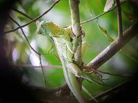 17 Tage Rundreise Costa Rica – einzigartige Naturreise San José – Vulkane Poas & Arenal – Braulio Carrillo NP – Cahuita NP – Tortuguero NP – Monteverde – Santa Elena – Carara NP – Marino Ballen (966)