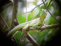 17 Tage Rundreise Costa Rica – einzigartige Naturreise San José – Vulkane Poas & Arenal – Braulio Carrillo NP – Cahuita NP – Tortuguero NP – Monteverde – Santa Elena – Carara NP – Marino Ballen (968)