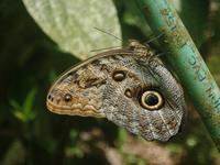 17 Tage Rundreise Costa Rica – einzigartige Naturreise San José – Vulkane Poas & Arenal – Braulio Carrillo NP – Cahuita NP – Tortuguero NP – Monteverde – Santa Elena – Carara NP – Marino Ballen (998)