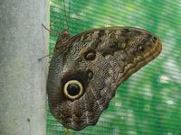 17 Tage Rundreise Costa Rica – einzigartige Naturreise San José – Vulkane Poas & Arenal – Braulio Carrillo NP – Cahuita NP – Tortuguero NP – Monteverde – Santa Elena – Carara NP – Marino Ballen (999)