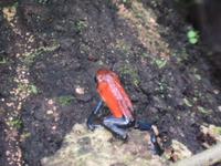 17 Tage Rundreise Costa Rica – einzigartige Naturreise San José – Vulkane Poas & Arenal – Braulio Carrillo NP – Cahuita NP – Tortuguero NP – Monteverde – Santa Elena – Carara NP – Marino Ballen (1001)