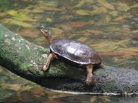 17 Tage Rundreise Costa Rica – einzigartige Naturreise San José – Vulkane Poas & Arenal – Braulio Carrillo NP – Cahuita NP – Tortuguero NP – Monteverde – Santa Elena – Carara NP – Marino Ballen (1004)