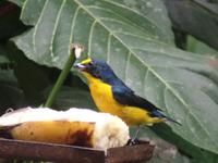 17 Tage Rundreise Costa Rica – einzigartige Naturreise San José – Vulkane Poas & Arenal – Braulio Carrillo NP – Cahuita NP – Tortuguero NP – Monteverde – Santa Elena – Carara NP – Marino Ballen (1009)