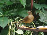 17 Tage Rundreise Costa Rica – einzigartige Naturreise San José – Vulkane Poas & Arenal – Braulio Carrillo NP – Cahuita NP – Tortuguero NP – Monteverde – Santa Elena – Carara NP – Marino Ballen (1012)