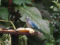 17 Tage Rundreise Costa Rica – einzigartige Naturreise San José – Vulkane Poas & Arenal – Braulio Carrillo NP – Cahuita NP – Tortuguero NP – Monteverde – Santa Elena – Carara NP – Marino Ballen (1023)