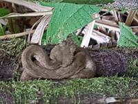 17 Tage Rundreise Costa Rica – einzigartige Naturreise San José – Vulkane Poas & Arenal – Braulio Carrillo NP – Cahuita NP – Tortuguero NP – Monteverde – Santa Elena – Carara NP – Marino Ballen (1035)