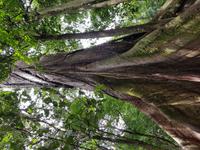 17 Tage Rundreise Costa Rica – einzigartige Naturreise San José – Vulkane Poas & Arenal – Braulio Carrillo NP – Cahuita NP – Tortuguero NP – Monteverde – Santa Elena – Carara NP – Marino Ballen (1037)