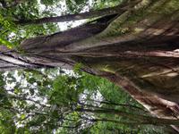 17 Tage Rundreise Costa Rica – einzigartige Naturreise San José – Vulkane Poas & Arenal – Braulio Carrillo NP – Cahuita NP – Tortuguero NP – Monteverde – Santa Elena – Carara NP – Marino Ballen (1038)