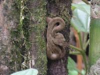 17 Tage Rundreise Costa Rica – einzigartige Naturreise San José – Vulkane Poas & Arenal – Braulio Carrillo NP – Cahuita NP – Tortuguero NP – Monteverde – Santa Elena – Carara NP – Marino Ballen (1099)