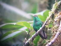 17 Tage Rundreise Costa Rica – einzigartige Naturreise San José – Vulkane Poas & Arenal – Braulio Carrillo NP – Cahuita NP – Tortuguero NP – Monteverde – Santa Elena – Carara NP – Marino Ballen (1173)