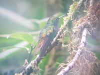 17 Tage Rundreise Costa Rica – einzigartige Naturreise San José – Vulkane Poas & Arenal – Braulio Carrillo NP – Cahuita NP – Tortuguero NP – Monteverde – Santa Elena – Carara NP – Marino Ballen (1177)