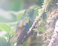 17 Tage Rundreise Costa Rica – einzigartige Naturreise San José – Vulkane Poas & Arenal – Braulio Carrillo NP – Cahuita NP – Tortuguero NP – Monteverde – Santa Elena – Carara NP – Marino Ballen (1178)