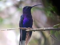 17 Tage Rundreise Costa Rica – einzigartige Naturreise San José – Vulkane Poas & Arenal – Braulio Carrillo NP – Cahuita NP – Tortuguero NP – Monteverde – Santa Elena – Carara NP – Marino Ballen (1179)