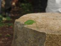 17 Tage Rundreise Costa Rica – einzigartige Naturreise San José – Vulkane Poas & Arenal – Braulio Carrillo NP – Cahuita NP – Tortuguero NP – Monteverde – Santa Elena – Carara NP – Marino Ballen (1194)