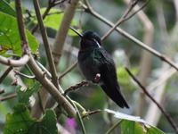 17 Tage Rundreise Costa Rica – einzigartige Naturreise San José – Vulkane Poas & Arenal – Braulio Carrillo NP – Cahuita NP – Tortuguero NP – Monteverde – Santa Elena – Carara NP – Marino Ballen (1234)