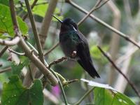 17 Tage Rundreise Costa Rica – einzigartige Naturreise San José – Vulkane Poas & Arenal – Braulio Carrillo NP – Cahuita NP – Tortuguero NP – Monteverde – Santa Elena – Carara NP – Marino Ballen (1236)