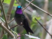 17 Tage Rundreise Costa Rica – einzigartige Naturreise San José – Vulkane Poas & Arenal – Braulio Carrillo NP – Cahuita NP – Tortuguero NP – Monteverde – Santa Elena – Carara NP – Marino Ballen (1238)