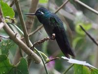 17 Tage Rundreise Costa Rica – einzigartige Naturreise San José – Vulkane Poas & Arenal – Braulio Carrillo NP – Cahuita NP – Tortuguero NP – Monteverde – Santa Elena – Carara NP – Marino Ballen (1239)