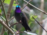 17 Tage Rundreise Costa Rica – einzigartige Naturreise San José – Vulkane Poas & Arenal – Braulio Carrillo NP – Cahuita NP – Tortuguero NP – Monteverde – Santa Elena – Carara NP – Marino Ballen (1240)