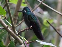 17 Tage Rundreise Costa Rica – einzigartige Naturreise San José – Vulkane Poas & Arenal – Braulio Carrillo NP – Cahuita NP – Tortuguero NP – Monteverde – Santa Elena – Carara NP – Marino Ballen (1241)