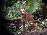 17 Tage Rundreise Costa Rica – einzigartige Naturreise San José – Vulkane Poas & Arenal – Braulio Carrillo NP – Cahuita NP – Tortuguero NP – Monteverde – Santa Elena – Carara NP – Marino Ballen (1243)