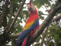 17 Tage Rundreise Costa Rica – einzigartige Naturreise San José – Vulkane Poas & Arenal – Braulio Carrillo NP – Cahuita NP – Tortuguero NP – Monteverde – Santa Elena – Carara NP – Marino Ballen (1247)