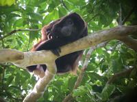 17 Tage Rundreise Costa Rica – einzigartige Naturreise San José – Vulkane Poas & Arenal – Braulio Carrillo NP – Cahuita NP – Tortuguero NP – Monteverde – Santa Elena – Carara NP – Marino Ballen (1250)