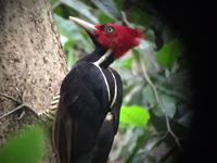 17 Tage Rundreise Costa Rica – einzigartige Naturreise San José – Vulkane Poas & Arenal – Braulio Carrillo NP – Cahuita NP – Tortuguero NP – Monteverde – Santa Elena – Carara NP – Marino Ballen (1251)