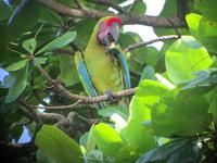 17 Tage Rundreise Costa Rica – einzigartige Naturreise San José – Vulkane Poas & Arenal – Braulio Carrillo NP – Cahuita NP – Tortuguero NP – Monteverde – Santa Elena – Carara NP – Marino Ballen (1252)