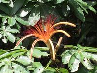 17 Tage Rundreise Costa Rica – einzigartige Naturreise San José – Vulkane Poas & Arenal – Braulio Carrillo NP – Cahuita NP – Tortuguero NP – Monteverde – Santa Elena – Carara NP – Marino Ballen (1254)