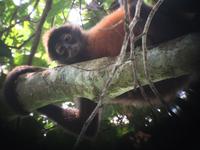 17 Tage Rundreise Costa Rica – einzigartige Naturreise San José – Vulkane Poas & Arenal – Braulio Carrillo NP – Cahuita NP – Tortuguero NP – Monteverde – Santa Elena – Carara NP – Marino Ballen (1256)