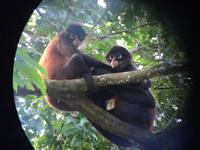 17 Tage Rundreise Costa Rica – einzigartige Naturreise San José – Vulkane Poas & Arenal – Braulio Carrillo NP – Cahuita NP – Tortuguero NP – Monteverde – Santa Elena – Carara NP – Marino Ballen (1257)