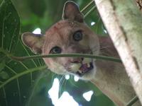 17 Tage Rundreise Costa Rica – einzigartige Naturreise San José – Vulkane Poas & Arenal – Braulio Carrillo NP – Cahuita NP – Tortuguero NP – Monteverde – Santa Elena – Carara NP – Marino Ballen (1258)