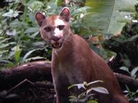 17 Tage Rundreise Costa Rica – einzigartige Naturreise San José – Vulkane Poas & Arenal – Braulio Carrillo NP – Cahuita NP – Tortuguero NP – Monteverde – Santa Elena – Carara NP – Marino Ballen (1259)