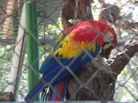 17 Tage Rundreise Costa Rica – einzigartige Naturreise San José – Vulkane Poas & Arenal – Braulio Carrillo NP – Cahuita NP – Tortuguero NP – Monteverde – Santa Elena – Carara NP – Marino Ballen (1277)